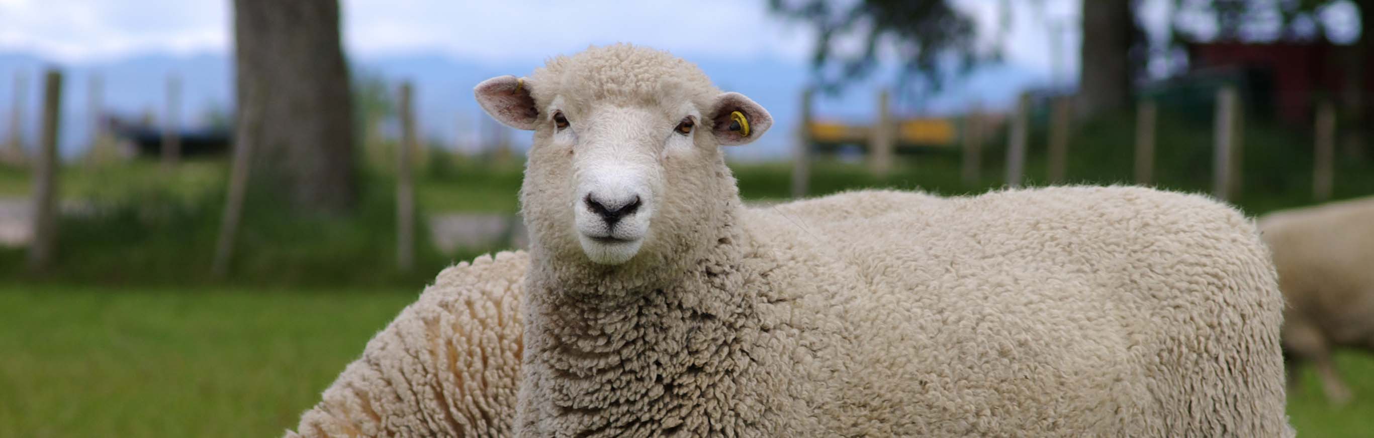 Trial highlights benefits of using tools Beef + Lamb New Zealand